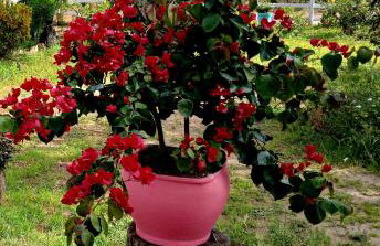 Maria Bonita Eco Pousada - Foto 40