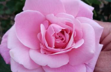 I Giardini di Palazzo Ducale - Foto 27