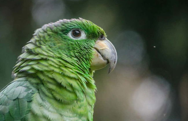 Chuncho Collpa Tour 2/3 Day Tour - Foto 4