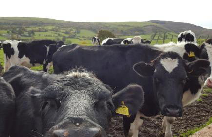 Famau View Farm- Stunning countryside location - Foto 42