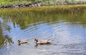 Sobrado do Papagaio - Foto 35