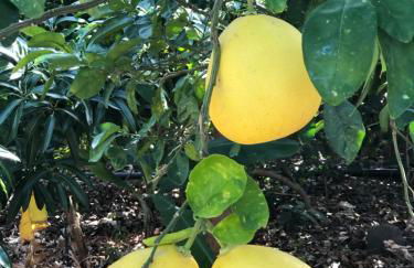 Casa Camino Tamadaba II (bottom home) - Foto 59