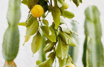 Villa Adara, splendide villa avec piscine et vue mer - Foto 44