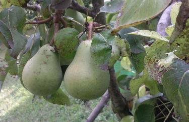 Kuća Za Odmor Barbara - Photo 35