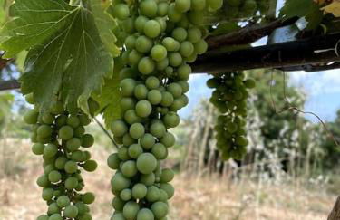 Quinta do Coelhoazul - Foto 9