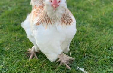 Domaine Des Coutelleries - Foto 6