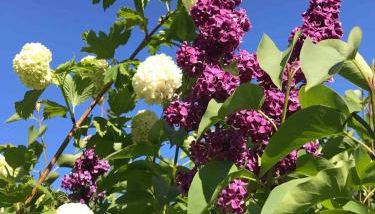 Lovely quiet cottage Sleeps 4 adults, 4 children, Dog Friendly - Foto 5