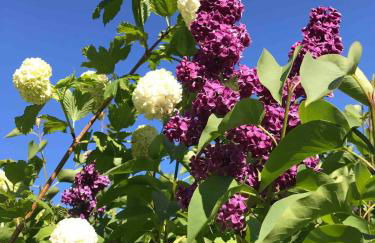 Lovely quiet cottage Sleeps 4 adults, 4 children, Dog Friendly - Foto 5