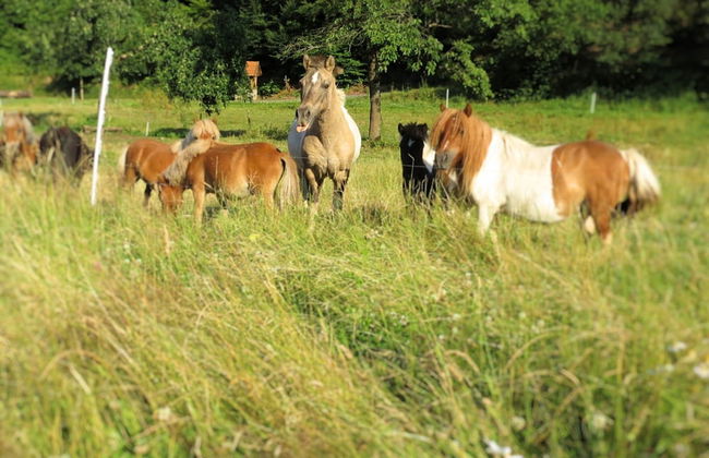 Sonnige Ferienwohnung in Huddingen in Waldnahe - Foto 32
