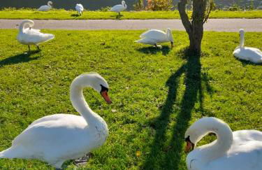 Ferienwohnungen am Moselbeach - Foto 26