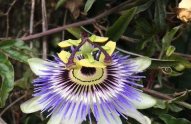 Stonehouse dome Lagadia - Photo 65