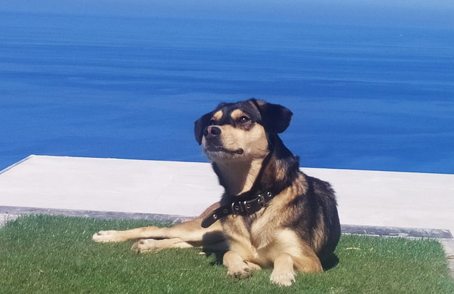 Okeanos Vine Luxury Villa - Foto 35