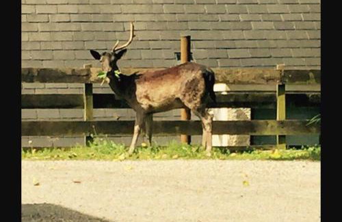 The Toll House - Photo 53