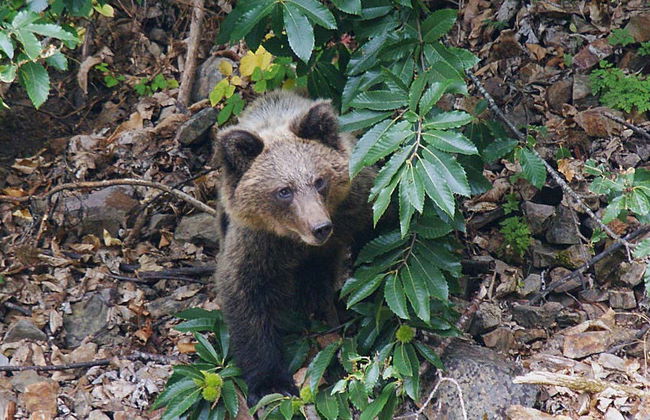 Avistamiento de oso pardo cantábrico en Asturias - Foto 3