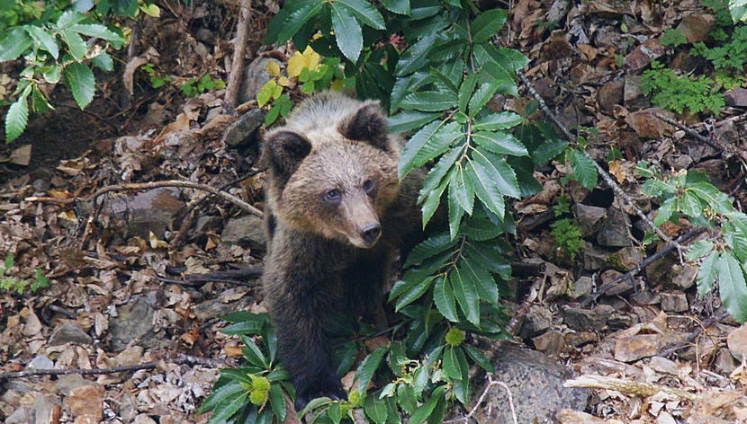 Avistamiento de oso pardo cantábrico en Asturias