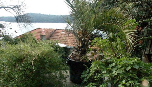 Apartments by the sea Babine Kuce, Mljet - 610 - Foto 4