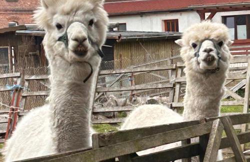 Harzglück - Foto 11