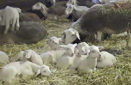 Gite " la prairie" - Foto 13