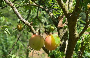 Loft - Casinha à Porta - Foto 27