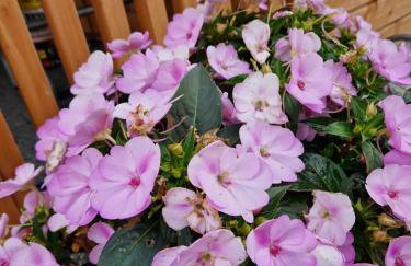 Apartamenty Szepty Mazur - Foto 58