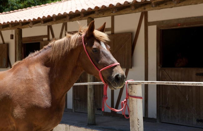 Hotel Fazenda Suiça Le Canton - Foto 20