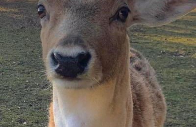 Idylisches Cottage mit Reh - Foto 39