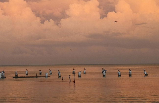 Giro in barca sulla laguna di Términos - Foto 1