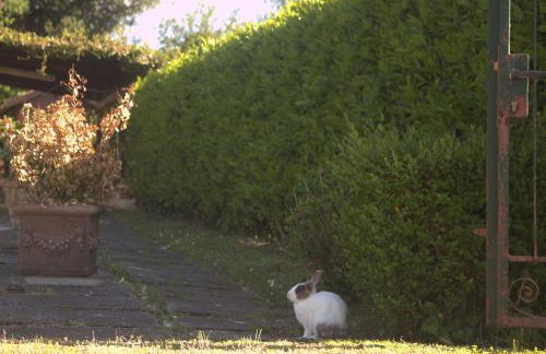 Chalet sul Trasimeno - Photo 28