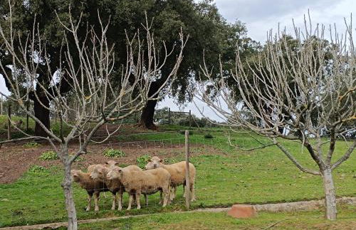 Countryside retreat Évora - Foto 13