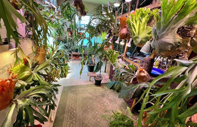 Rental cottage Santorope - Foto 2