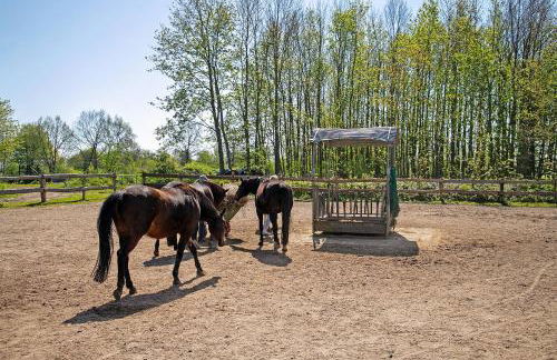 Ferienwohnung Galerie unterm Reet - Foto 24