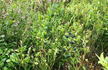 Rosemount Cottage TWO - Highland Cottage - Foto 52