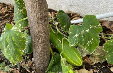 Appartement Vila Fajen - Foto 21