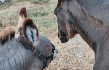 Tapada das Carvalhas - Foto 43