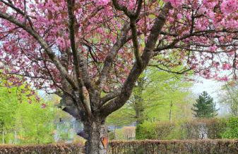 Ferienhaus Kirschblüte - Foto 21
