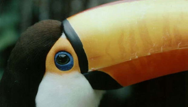 Fauna en la Reserva Nacional de Tariquía