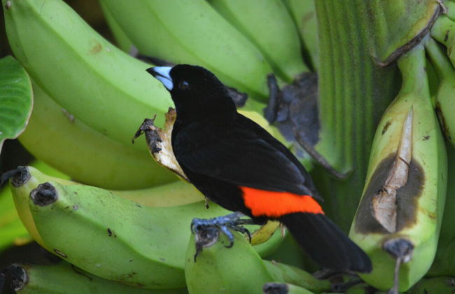 Casa Vida Verde - Foto 30