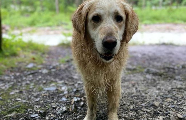 Apartment in Hollersbach Near Ski Lift - Foto 17