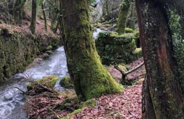 Casinha Estrela da Encosta - Gerês - Foto 15