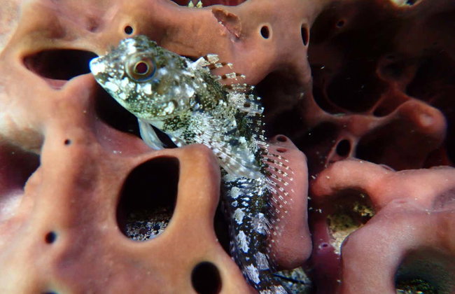 Snorkeling à Porto Santo - Foto 7