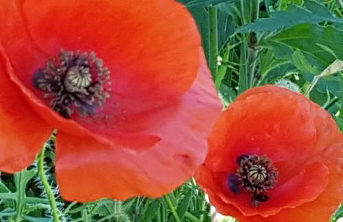 le vieux pont - Foto 35