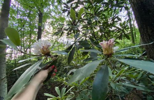 Historic Sears River Home (Main Level) on 10 Acres - Foto 10