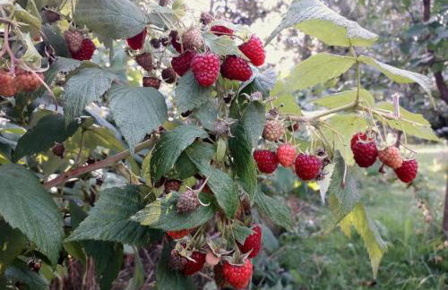 Pokoje. Apartament w Oklinach - Foto 38