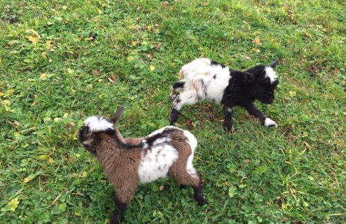 Casas Rurales Prieto - Foto 42