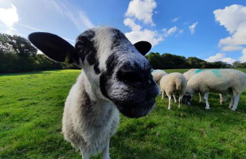 Rural Farm Stay with 6 cottages, 4 miles to Barnstaple, Pet friendly, Daily animal experiences, Outdoor heated pool, Games barn, Free fast WiFi, Free parking - Foto 5
