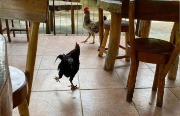 Flat 305 hotel Fazenda Engenho Pedra do Rodeadouro - Foto 20