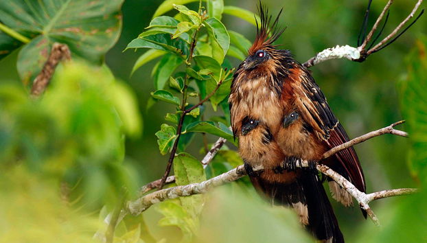 Excursión de un día completo a Mindo - Foto 5