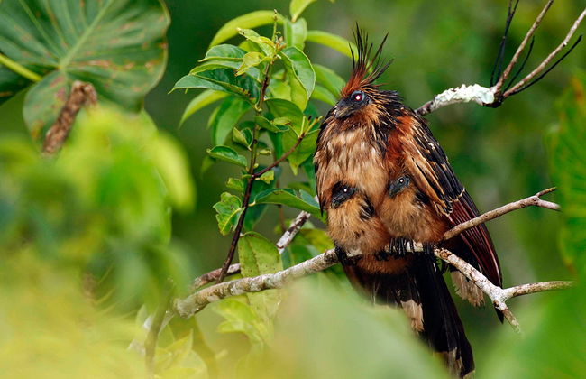 Excursión de un día completo a Mindo - Foto 5