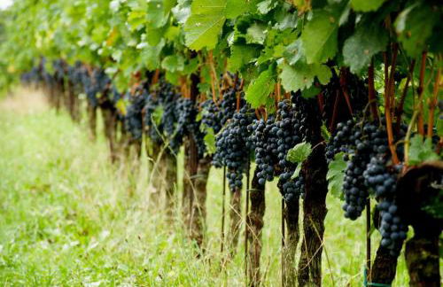 Maso Di Villa Relais di Campagna - Foto 27