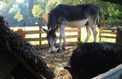 El Molí d'en Solà-Allotjaments rurals - Foto 26